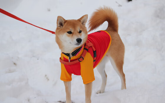 开云体育官方入口-《Xiaohu：多赛季稳定发挥，展现领袖魅力》