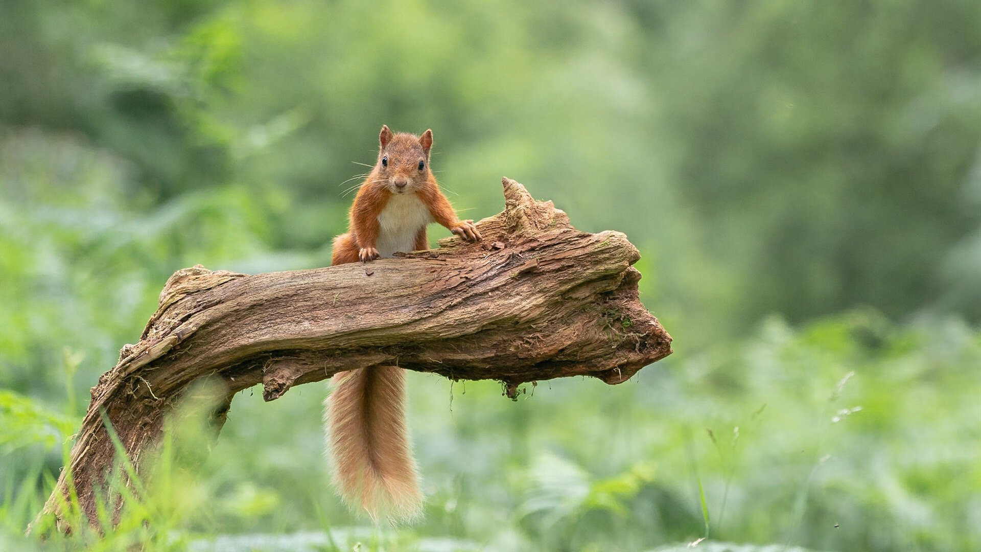 开云体育官方-《盘点2025年度最火爆电竞赛事TOP10》，电竞赛事影响力排行2020